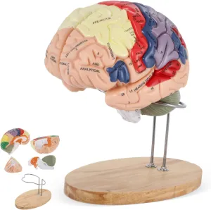 Anatomy Model for Learning Science Classroom Study fresco musician rim sulfide tourist Display Medical Model BEAMNOVA Human Brain Model 2 Times Life Size for Neuroscience Teaching with Labels 