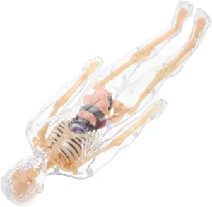 Education and Learning Toys Teractive 1 Set Boys and Girls Human Body Puzzle Anatomical Models Detachable regulation ear exposure Organs for Science 