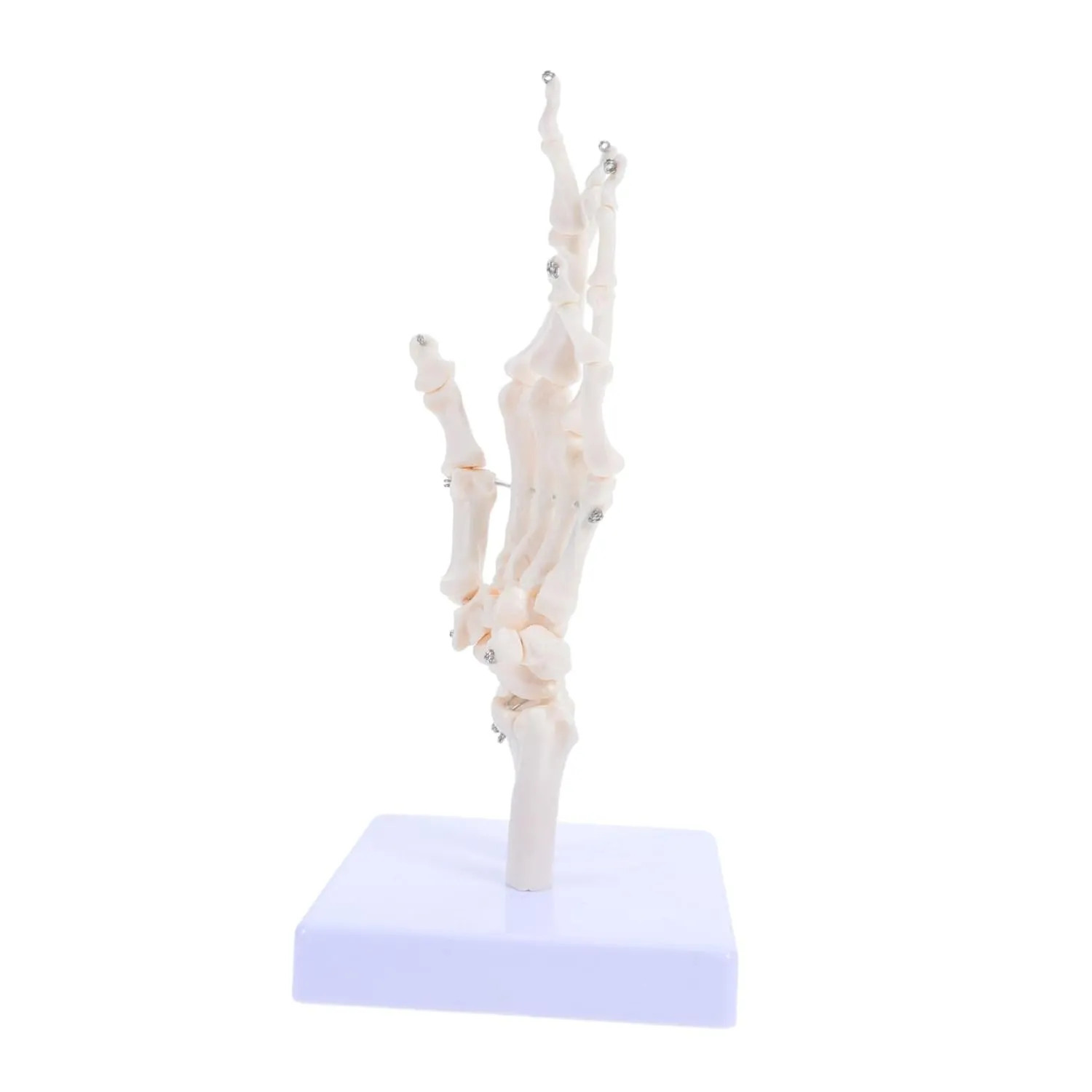 Labs Schools and Hospitals Realistic Bone Structure currency remediation for Anatomy Studies Gatuida Hand Skeleton Model Human Hand Joint Prop Detachable Parts for 