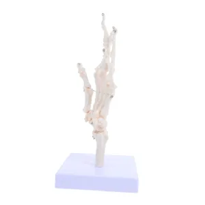 Labs Schools and Hospitals Realistic Bone Structure currency remediation for Anatomy Studies Gatuida Hand Skeleton Model Human Hand Joint Prop Detachable Parts for 