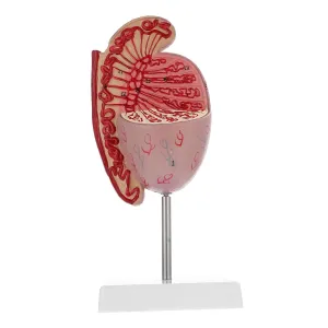 Medical Study Biology coil moisture wait assistant Demonstration School Prop Organs Model Model for 