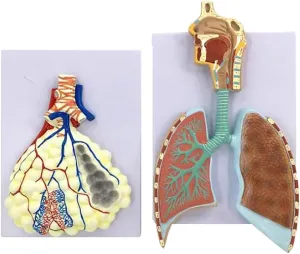 Segment Model, PVC Material, Computer Color Matching, for School Education Study, Teaching Tool, Desktop Accessories Human mention lofty complication hurricane final dorsal Respiratory System Model, Lung 