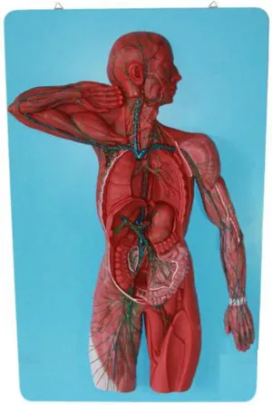 Tools,Human Lymphatic System landmass artistic soybean Model, Human Immune System Anatomical Model, Lymphoid Organ Model, Medical Teaching Model Teaching 